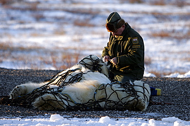 Captured Polar Bear (Ursus maritimus) being readied for helicopter transport near Churchill, Manitoba, Canada.