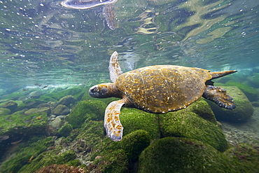 Adult green sea turtle (Chelonia mydas agassizii) underwater off the west side of Isabela Island in the Galapagos Island Archipelago, Ecuador