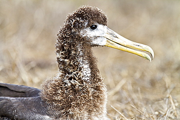 Waved albatross (Diomedea irrorata) chick almost ready for flight at breeding colony on Espanola Island in the Galapagos Island Archipelago, Ecuador