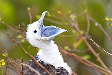 Great frigatebird (Fregata minor) chick in the nest in the Galapagos Island Archipelago, Ecuador