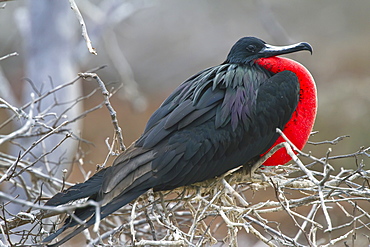 Male great frigatebird (Fregata minor) in breeding plumage in the Galapagos Island Archipelago, Ecuador