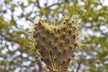 The endemic Opuntia cactus (Opuntia echios) cactus growing in the Galapagos Island Archipelago, Ecuador