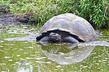 Wild Galapagos giant tortoise (Geochelone elephantopus) feeding on the upslope grasslands of Santa Cruz Island in the Galapagos Island Archipelago, Ecuador