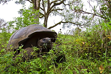 Wild Galapagos giant tortoise (Geochelone elephantopus) feeding on the upslope grasslands of Santa Cruz Island in the Galapagos Island Archipelago, Ecuador