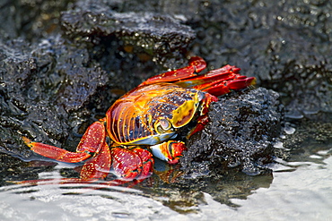 Sally lightfoot crab (Grapsus grapsus) in the littoral of the Galapagos Island Archipelago, Ecuador