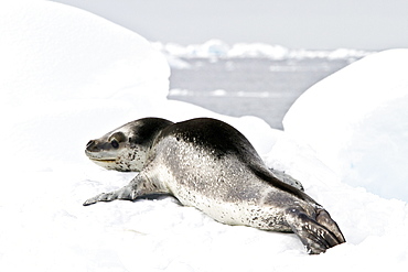 Adult female leopard seal (Hydrurga leptonyx) hauled out on ice floe in Kayak Cove on Brabant Island near the Antarctic Peninsula, Southern Ocean