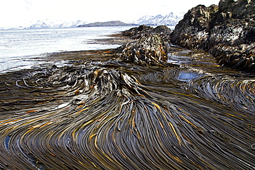 Patterns in the kelp at low tide on South Georgia Island in the Southern Ocean. MORE INFO Kelps are large seaweeds belonging to the brown algae (Phaeophyceae) in the order Laminariales.