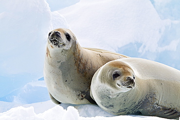 Crabeater seal (Lobodon carcinophaga) hauled out on ice floe near the Antarctic Peninsula, Antarctica