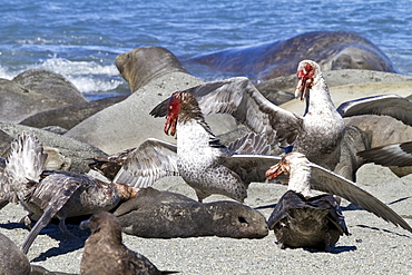 Northern giant petrel (Macronectes halli) fighting over the scavenging rights to a dead elephant seal pup at Royal Harbor on South Georgia Island, Southern Ocean