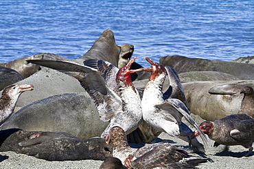 Northern giant petrel (Macronectes halli) fighting over the scavenging rights to a dead elephant seal pup at Royal Harbor on South Georgia Island, Southern Ocean