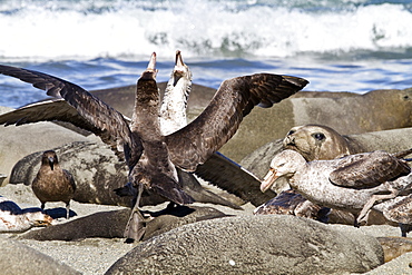 Northern giant petrel (Macronectes halli) fighting over the scavenging rights to a dead elephant seal pup at Royal Harbor on South Georgia Island, Southern Ocean