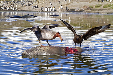 Northern giant petrel (Macronectes halli) fighting over the scavenging rights to a dead elephant seal pup at St. Andrews Bay on South Georgia Island, Southern Ocean