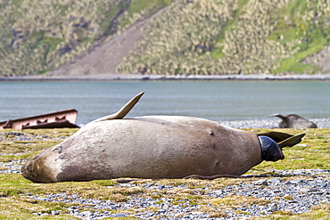 Pregnant female southern elephant seal (Mirounga leonina) giving birth on the beach near the abandoned whaling station at Stromness Bay on South Georgia Island in the Southern Ocean