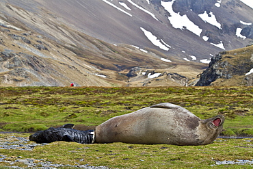 Pregnant female southern elephant seal (Mirounga leonina) giving birth on the beach near the abandoned whaling station at Stromness Bay on South Georgia Island in the Southern Ocean