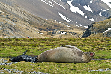 Pregnant female southern elephant seal (Mirounga leonina) giving birth on the beach near the abandoned whaling station at Stromness Bay on South Georgia Island in the Southern Ocean