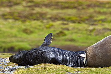 Pregnant female southern elephant seal (Mirounga leonina) giving birth on the beach near the abandoned whaling station at Stromness Bay on South Georgia Island in the Southern Ocean