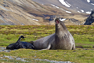 Pregnant female southern elephant seal (Mirounga leonina) giving birth on the beach near the abandoned whaling station at Stromness Bay on South Georgia Island in the Southern Ocean