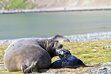 Pregnant female southern elephant seal (Mirounga leonina) giving birth on the beach near the abandoned whaling station at Stromness Bay on South Georgia Island in the Southern Ocean