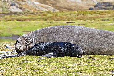 Pregnant female southern elephant seal (Mirounga leonina) giving birth on the beach near the abandoned whaling station at Stromness Bay on South Georgia Island in the Southern Ocean