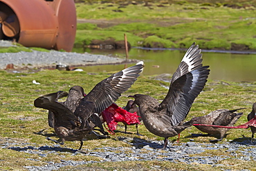 Female southern elephant seal (Mirounga leonina) with newborn pup as skuas (Catharacta antarctica) fight for the after birth, Stromness Bay on South Georgia Island in the Southern Ocean