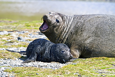 Pregnant female southern elephant seal (Mirounga leonina) giving birth on the beach near the abandoned whaling station at Stromness Bay on South Georgia Island in the Southern Ocean