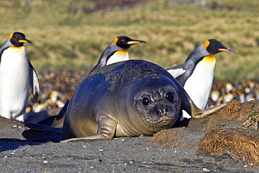 Southern elephant seal (Mirounga leonina) pup (often called "weaners" once their mothers stop nursing them) on South Georgia Island in the Southern Ocean