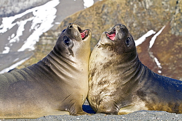 Male southern elephant seal (Mirounga leonina) pups mock fighting on South Georgia Island in the Southern Ocean