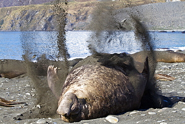 Adult bull southern elephant seal (Mirounga leonina) flipping sand onto its back to cool off on South Georgia Island in the Southern Ocean