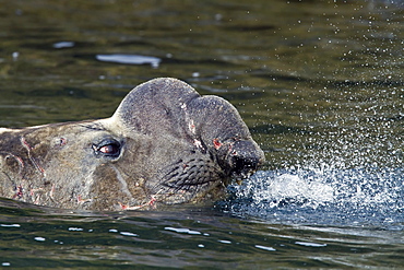 Bull southern elephant seal (Mirounga leonina) on South Georgia Island in the Southern Ocean