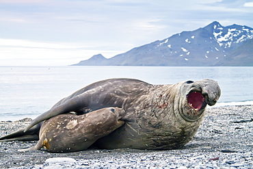 Southern elephant seal (Mirounga leonina) mating behavior on South Georgia Island in the Southern Ocean