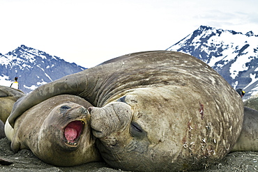 Southern elephant seal (Mirounga leonina) mating behavior on South Georgia Island in the Southern Ocean