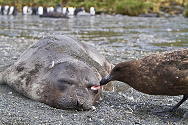 Dead southern elephant seal (Mirounga leonina) pup being eaten by an Antarctic skua on South Georgia Island in the Southern Ocean