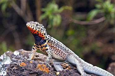 Lava lizard (Microlophus spp) in the Galapagos Island Archipelago, Ecuador