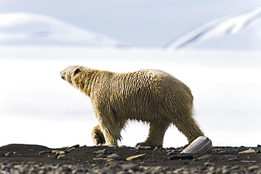 Polar bear (Ursus maritimus) near pack ice in Isbukta (Ice Bay) in the Barents Sea off the eastern coast of Spitsbergen in the Svalbard Archipelago, Norway.