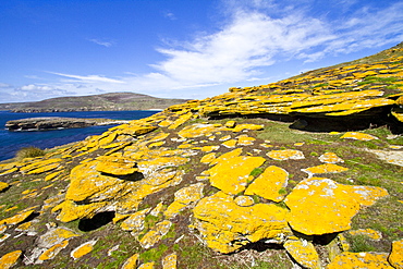 Views of New Island in the Falkland Islands, South Atlantic Ocean