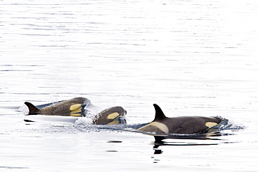 A small pod of Type B killer whales (Orcinus nanus) just outside Duse Bay in the Weddell Sea, Antarctica, Southern Ocean