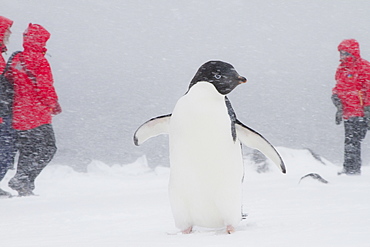 Adelie penguin (Pygoscelis adeliae) with Lindblad guests in snowstorm at Brown Bluff on the Antarctic Peninsula in the Weddell Sea, Antarctica.