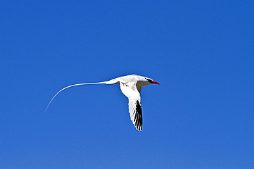 Adult red-billed tropicbird (Phaethon aethereus) in flight in the Galapagos Island Archipelago, Ecuador