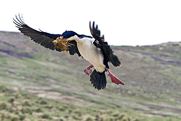 Adult Imperial Shag (Phalacrocorax (atriceps) atriceps) returning to the colony with nesting material on New Island in the Falkland Islands, South Atlantic Ocean