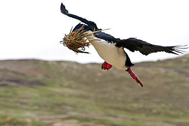 Adult Imperial Shag (Phalacrocorax (atriceps) atriceps) returning to the colony with nesting material on New Island in the Falkland Islands, South Atlantic Ocean