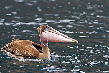 Juvenile Galapagos brown pelican (Pelecanus occidentalis urinator) feeding in the Galapagos Island Archipelago, Ecuador