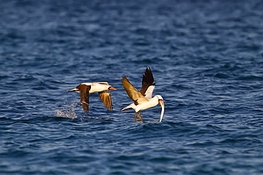 Adult Nazca booby (Sula grantii) feeding on halfbeak in the Galapagos Island Archipelago, Ecuador