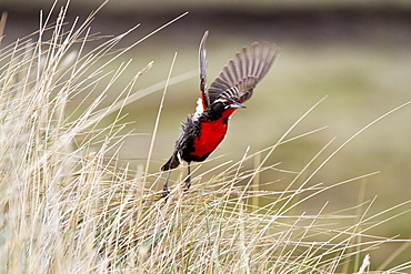 Adult male long-tailed meadowlark (Sturnella loyca) in breeding plumage on New Island in the Falkland Islands, South Atlantic Ocean