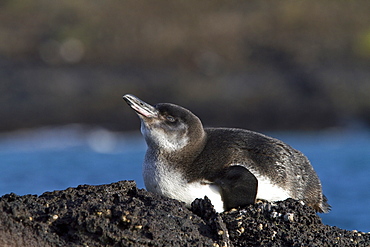 Galapagos penguin (Spheniscus mendiculus) hauled out on Isabela Island in the Galapagos Island Archipelago, Ecuador