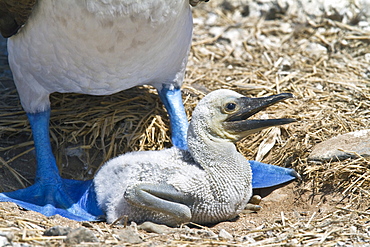 Blue-footed booby (Sula nebouxii) newly hatched chick in the Galapagos Island Archipelago, Ecuador