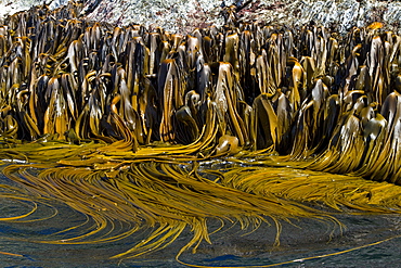 Shag Rocks, Scotia Sea, South Atlantic Ocean