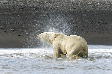 Polar bear (Ursus maritimus) near pack ice in Isbukta (Ice Bay) in the Barents Sea off the eastern coast of Spitsbergen in the Svalbard Archipelago, Norway.