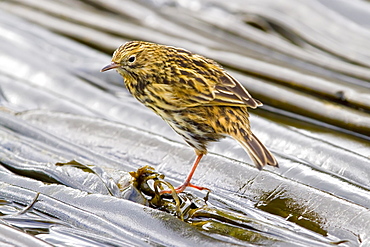 Adult South Georgia Pipit (Anthus antarcticus) feeding at low tide on Prion Island, Bay of Isles, South Georgia, Southern Ocean