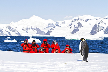 Lindblad Expeditions guests with a lone adult emperor penguin (Aptenodytes forsteri) on sea ice in the Gullet between Adelaide Island and the Antarctic Peninsula, Antarctica.