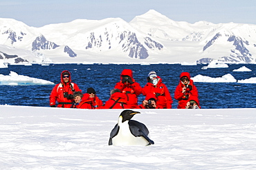 Lindblad Expeditions guests with a lone adult emperor penguin (Aptenodytes forsteri) on sea ice in the Gullet between Adelaide Island and the Antarctic Peninsula, Antarctica.